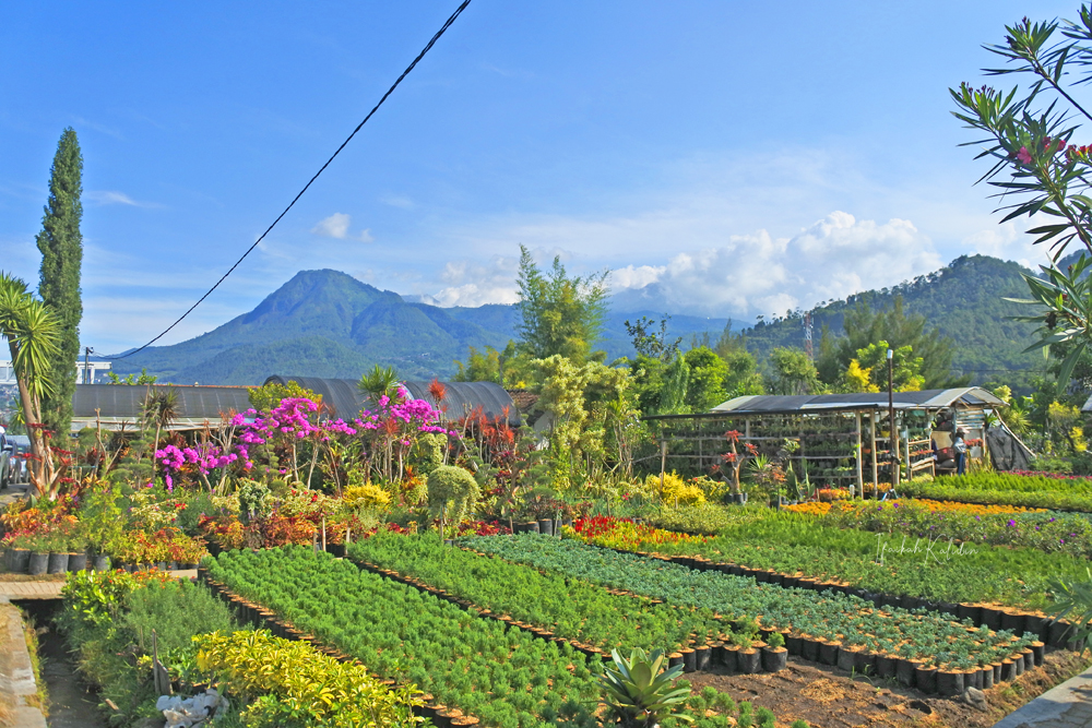 08. Desa Wisata Bunga Sidomulyo