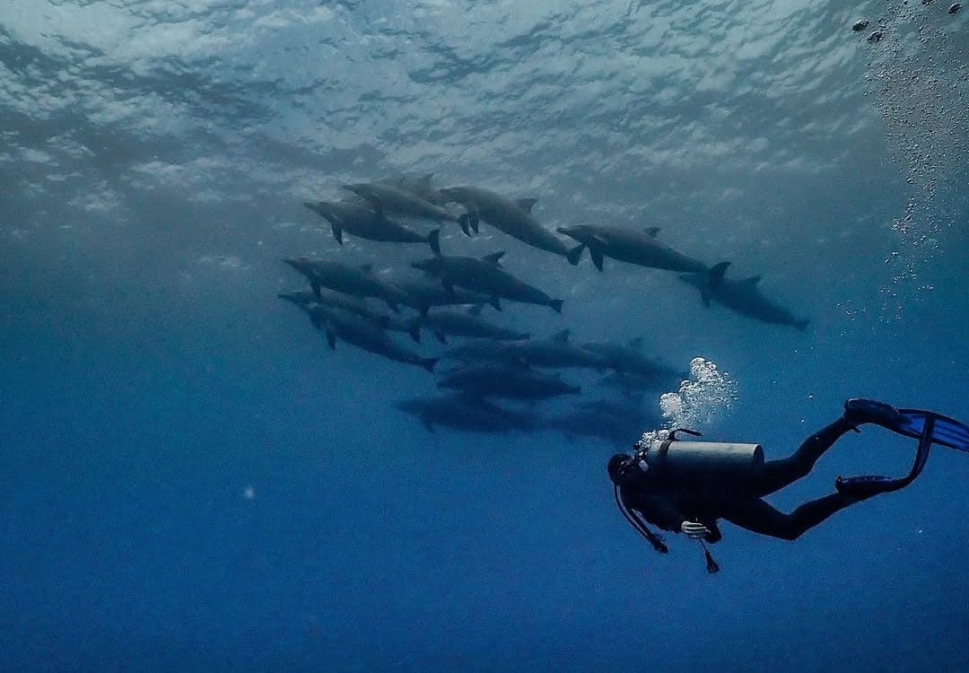 Interaksi dengan Manta (Source: Instagram/planetbalidive)