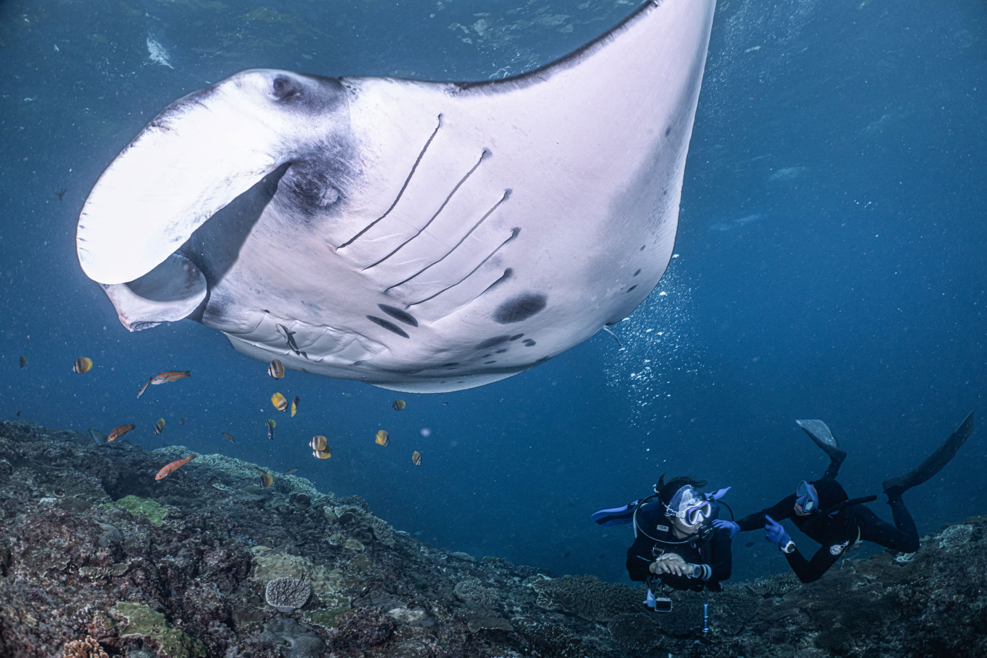 Manta Ray Diving and Snorkeling at Manta Point - A Perfect Day Trip Out