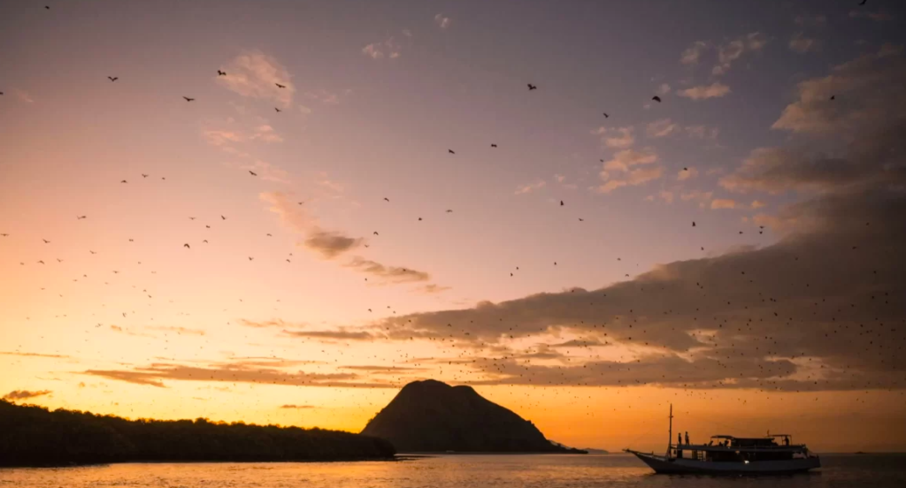 Pulau Kalong Labuan Bajo: Daya Tarik, Rute, dan Aktivitas yang Bisa Dilakukan - Mawatu