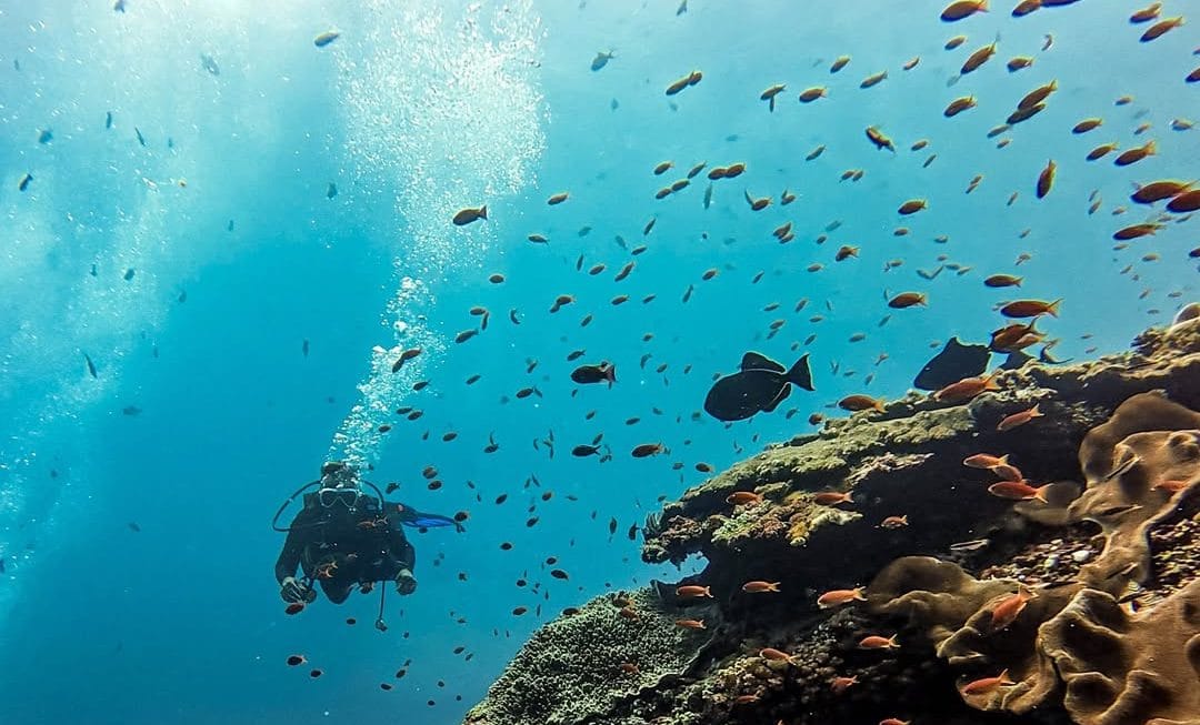 Tips Diving Bali 2026: Panduan Aman Hadapi Arus & Operator