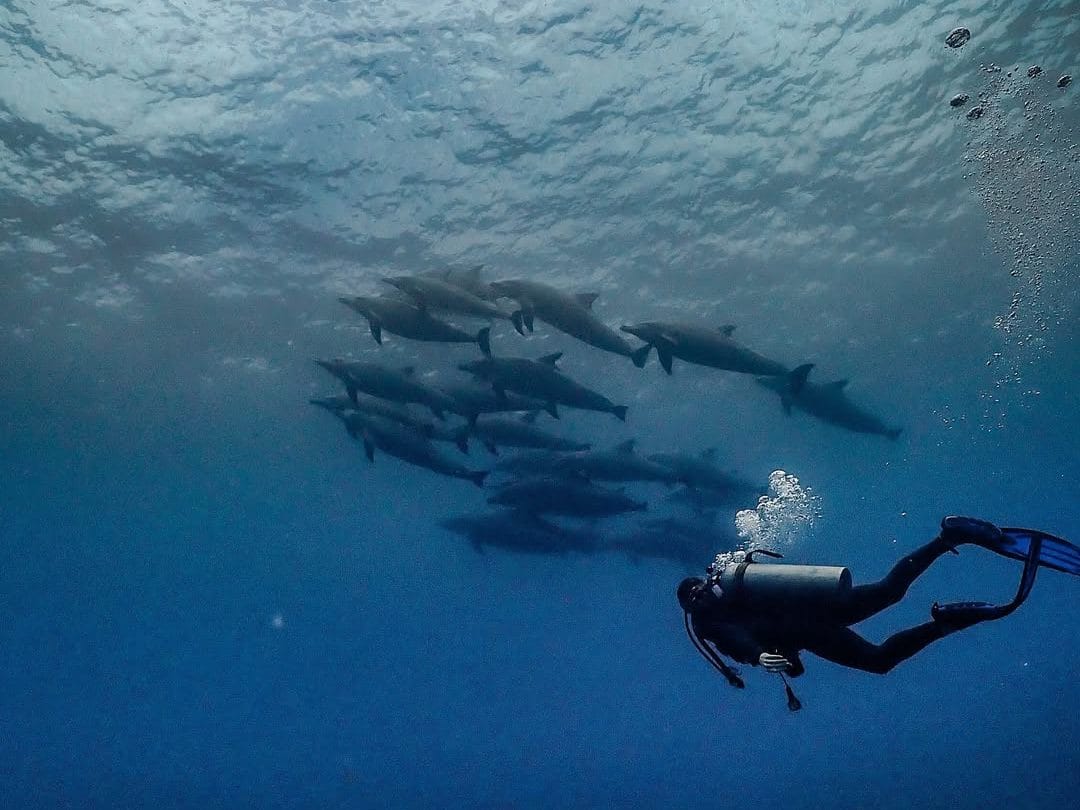 Interaksi dengan Manta (Source: Instagram/planetbalidive)