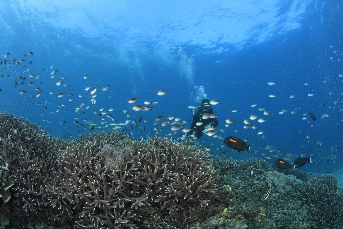 Panduan Aman Hadapi Arus & Operator Saat Diving di Bali (Source: scubago.id)