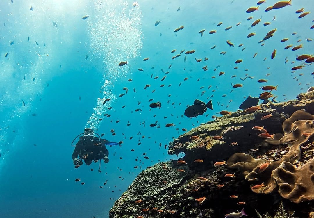 Tips Diving Bali 2026: Panduan Aman Hadapi Arus