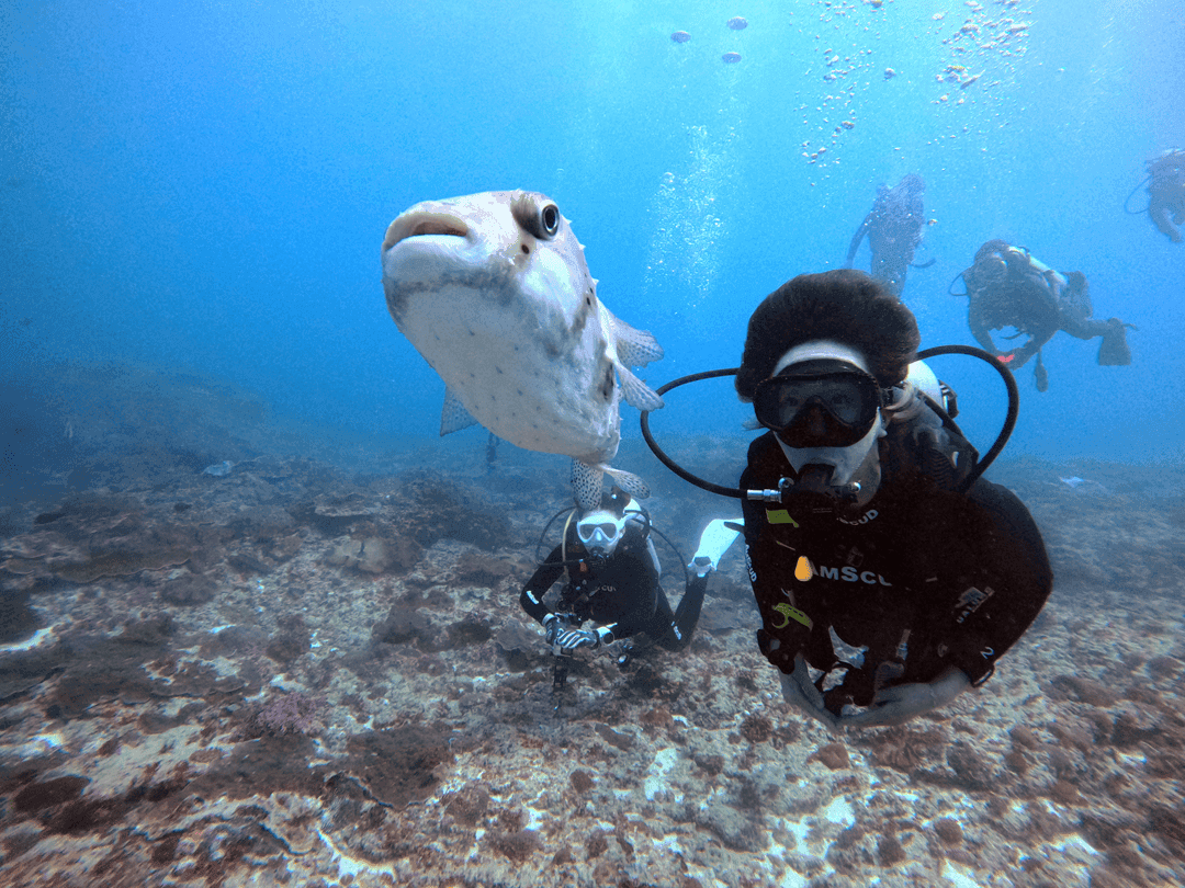 Tips Diving di Bali Agar Aman (Source: scubago.id)
