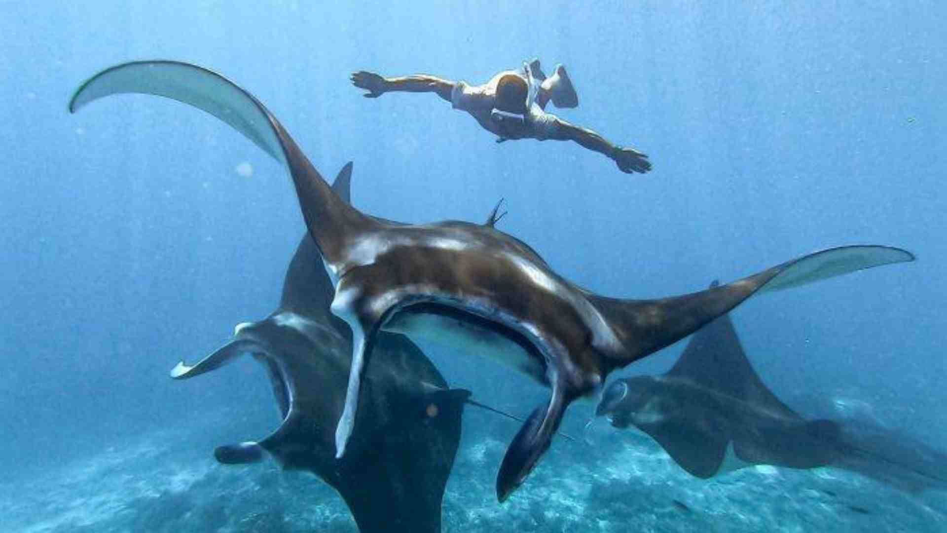 Manta Point Labuan Bajo, Daya Tarik, Tips, Rute Dan Biaya