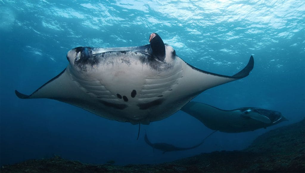 Nusa Penida Diving - Dive with Manta and Mola I Bali Scuba