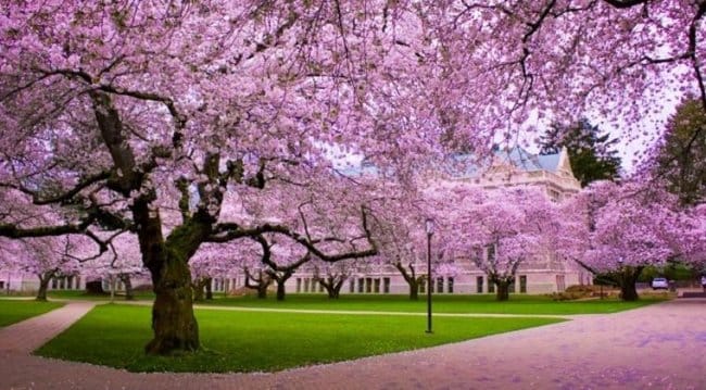 Kebun Raya Cibodas : Keindahan Taman Sakura