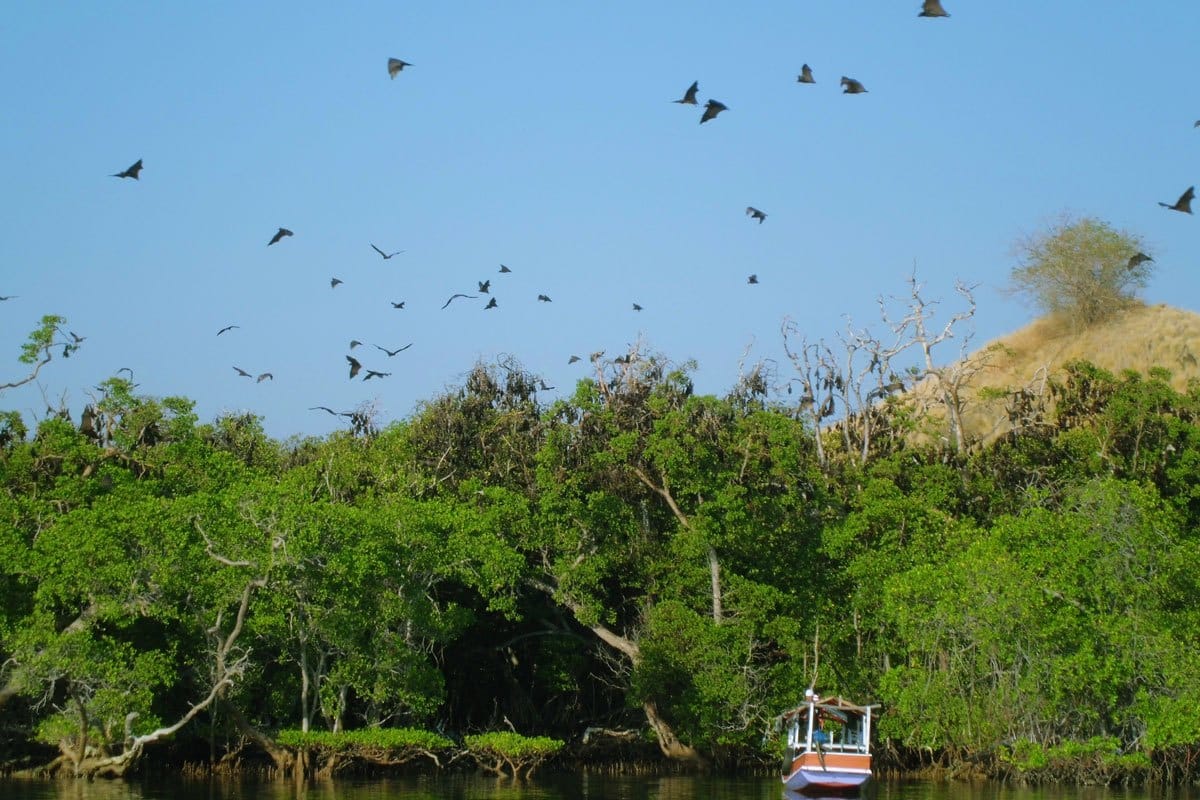 Pulau Kalong | Rumah Misterius Kelelawar | Halo Flores