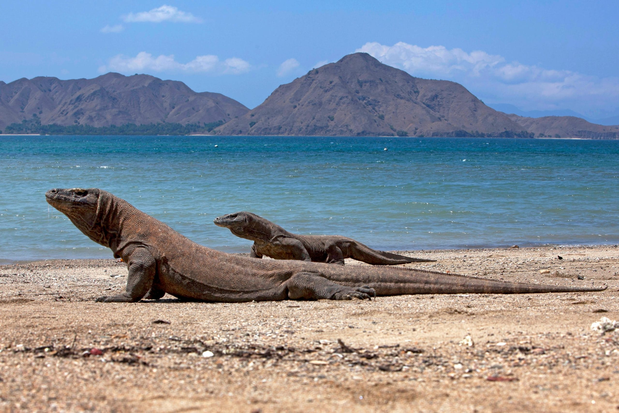 Cara Hemat Liburan ke TN Komodo 2026
