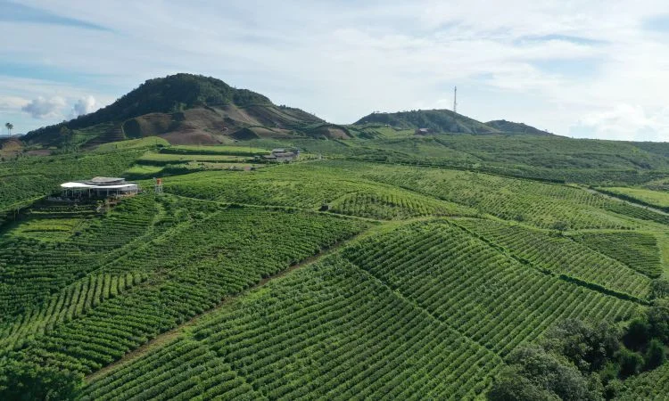 Kebun Teh Malino Highlands: Liburan Sejuk Ala Jepang - Kabar Gowa