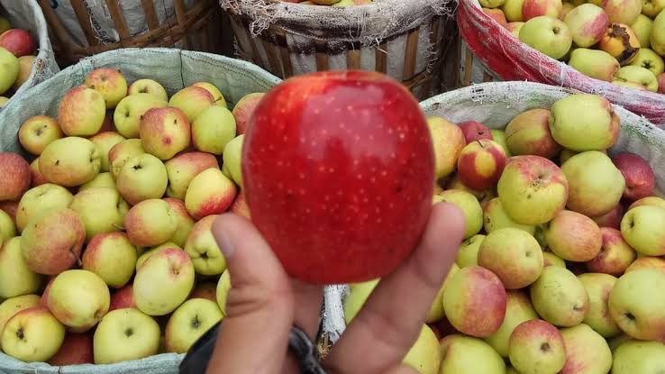6 Rekomendasi Varian Buah Apel Khas Kota Batu-Malang - Berita Malang Raya | WEAREMANIA