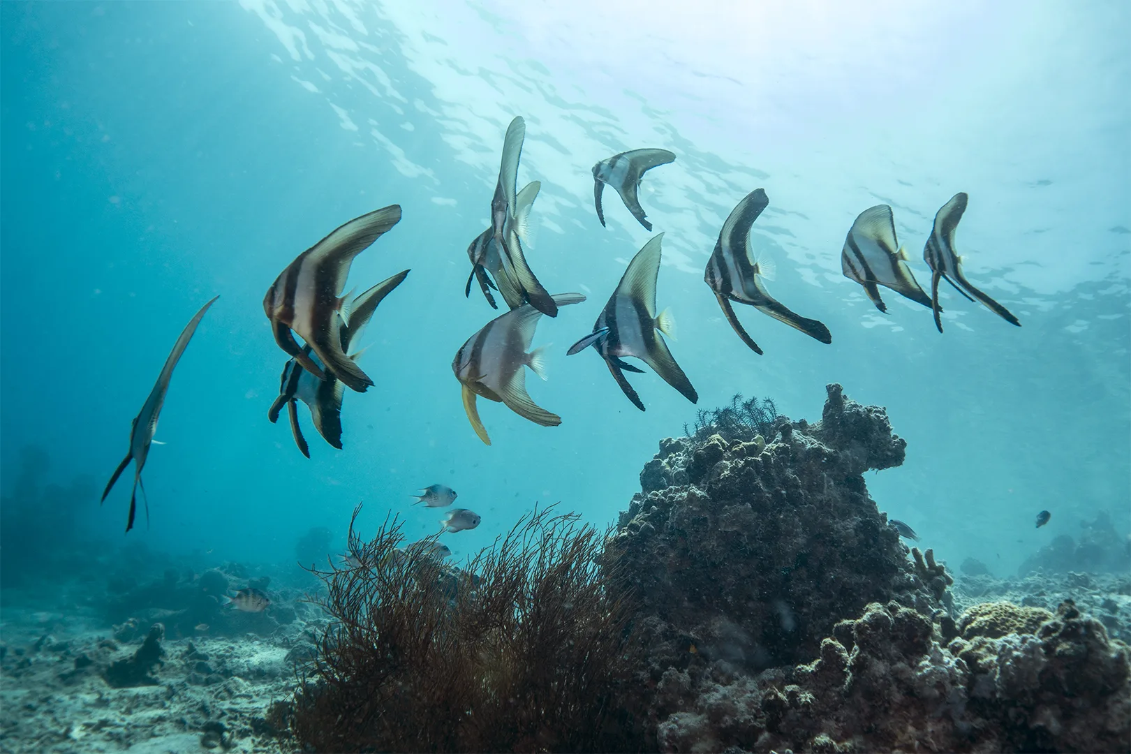 kawanan ikan kelelawar berenang di atas terumbu karang perairan Pulau Pramuka