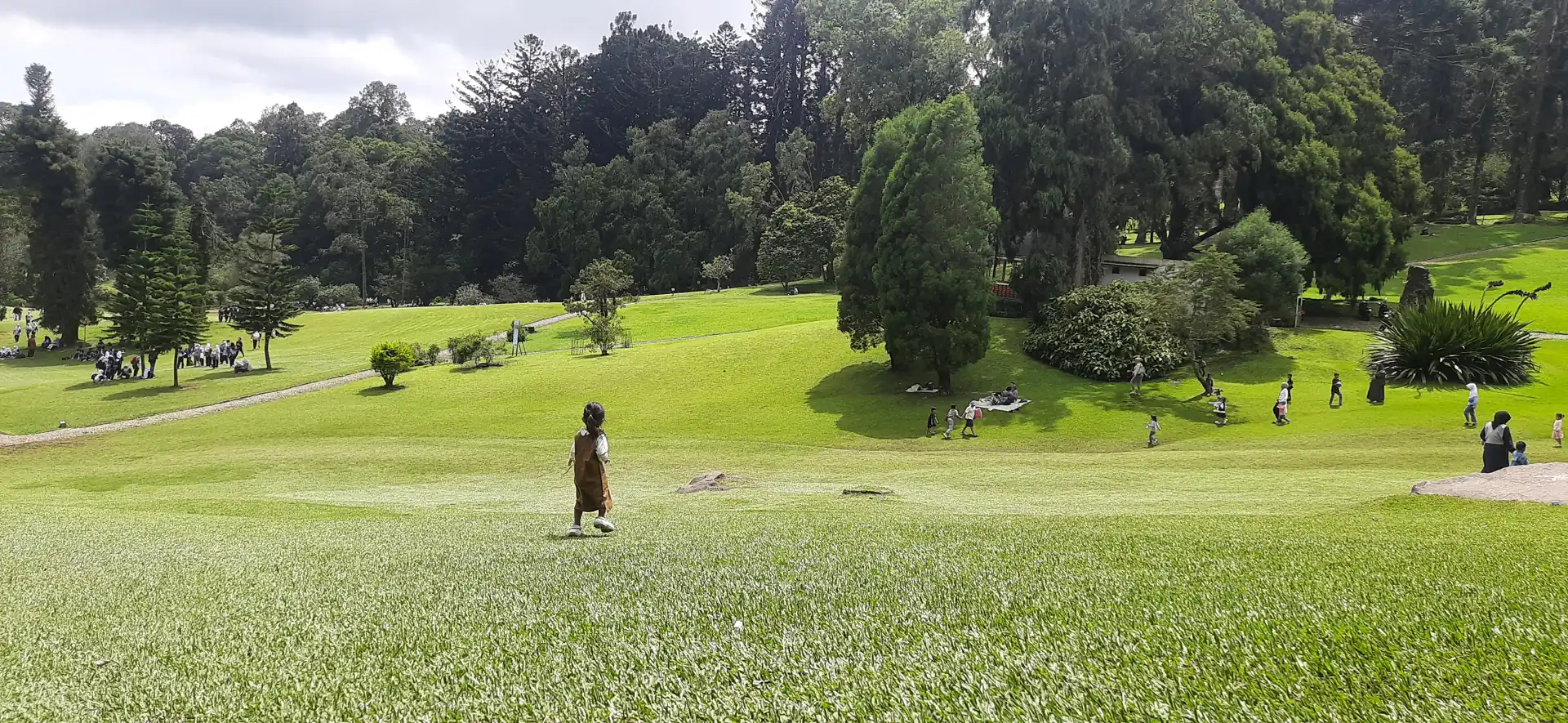 padang rumput Kebun Raya Cibodas dikelilingi pohon cemara dan konifer tinggi