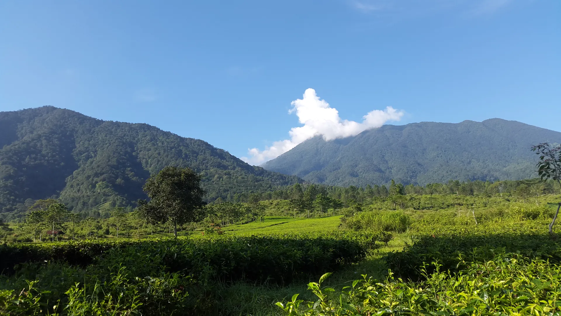 Kebun teh Puncak dengan latar Gunung Gede dan Pangrango