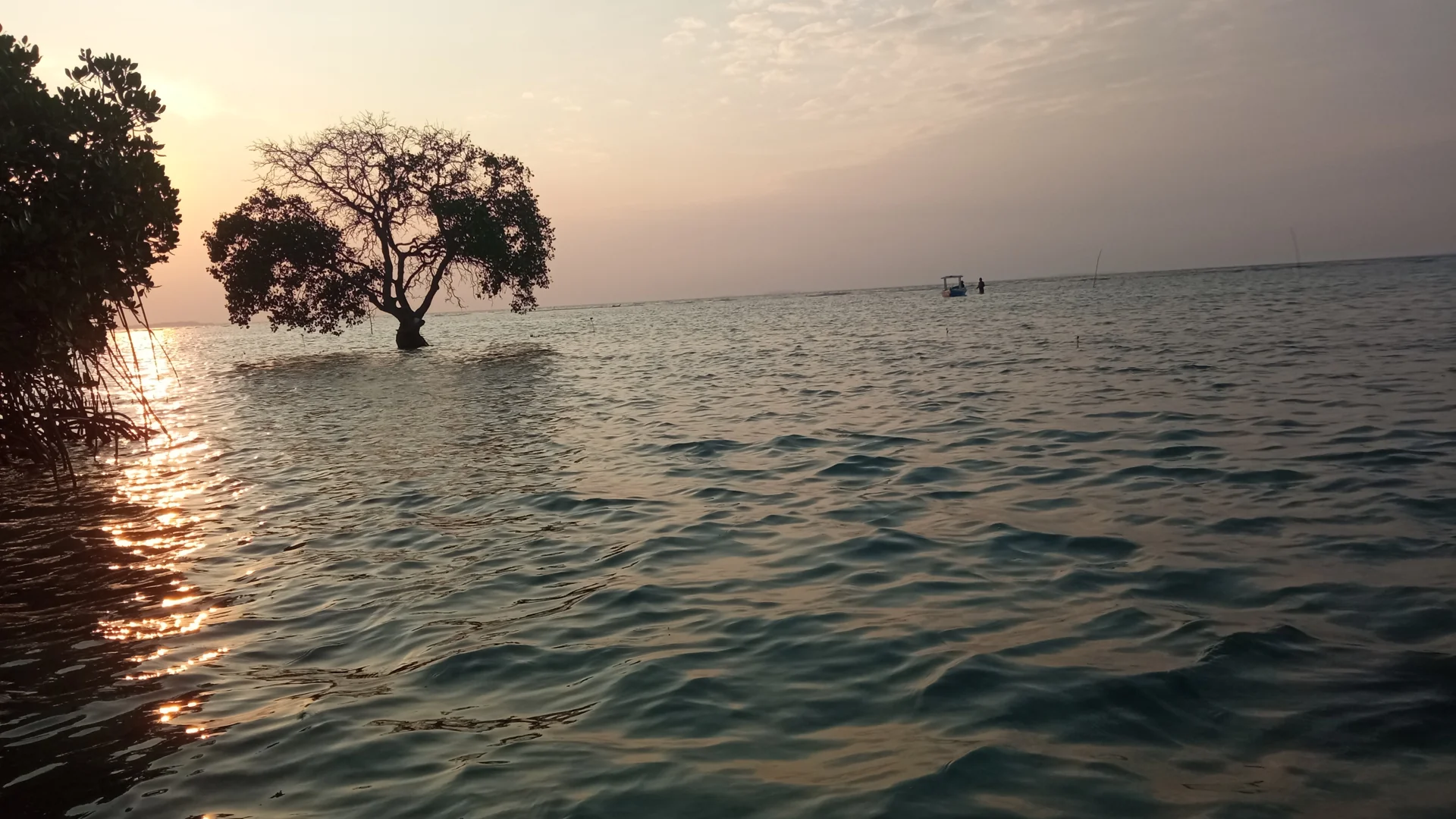 Pohon mangrove tumbuh di tengah laut dangkal saat matahari terbenam di Pantai Pasir Perawan, Pulau Pari