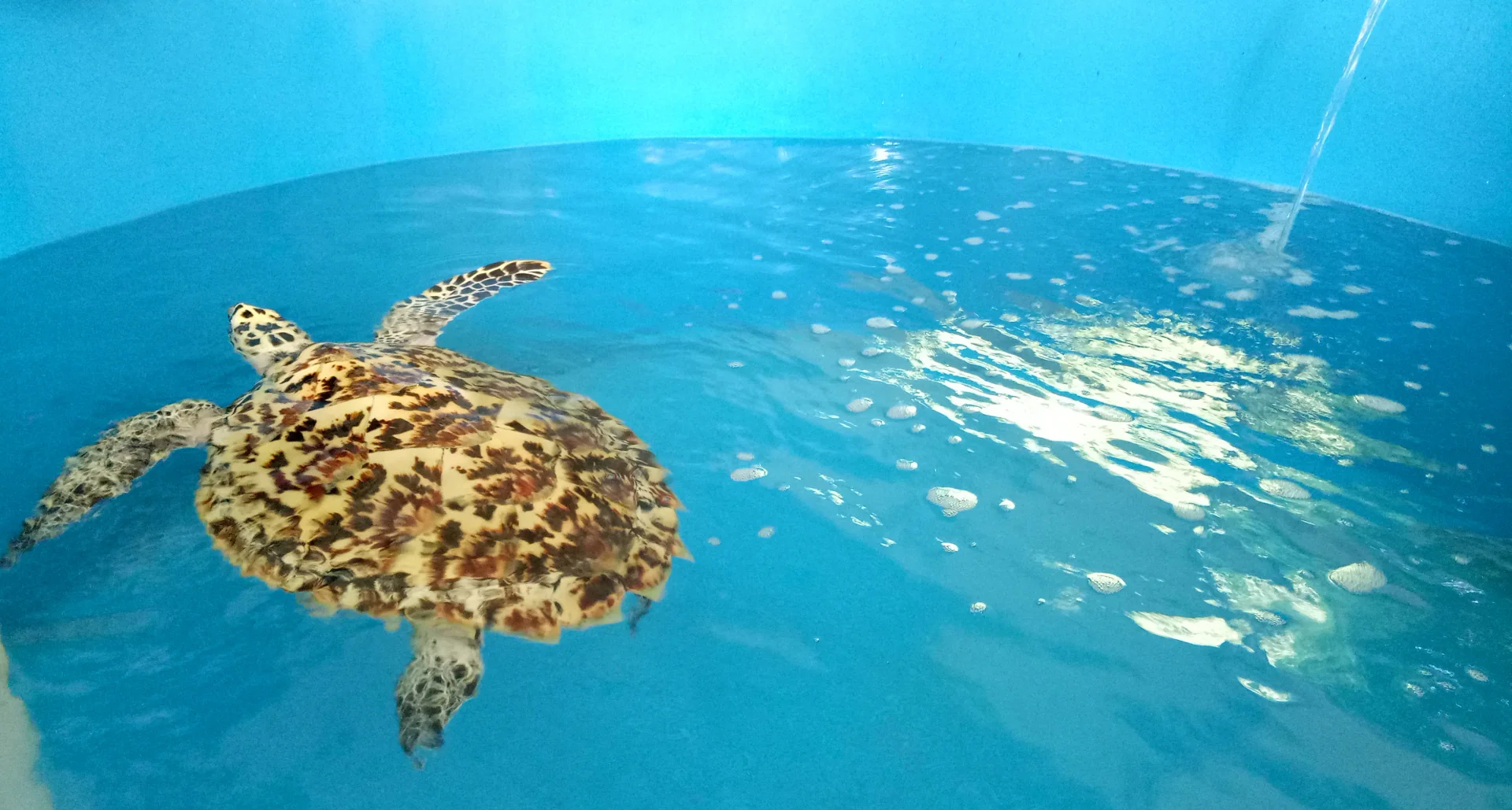 penyu sisik berenang di kolam penangkaran berair biru di Kepulauan Seribu