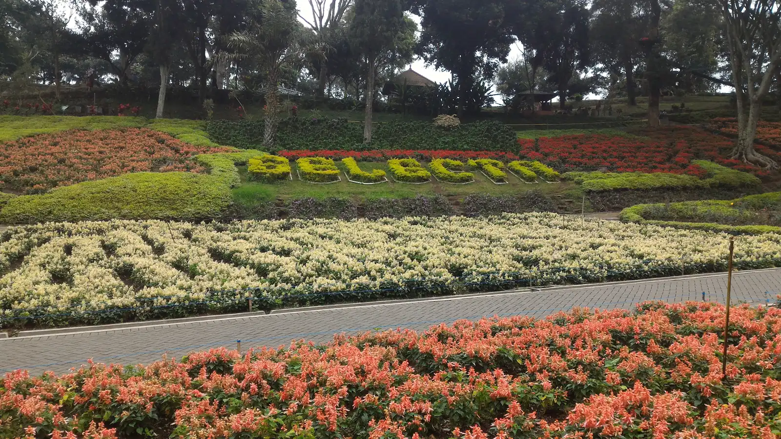 Bunga salvia merah dan tulisan SELECTA dari tanaman di lereng Taman Rekreasi Selecta, Kota Batu