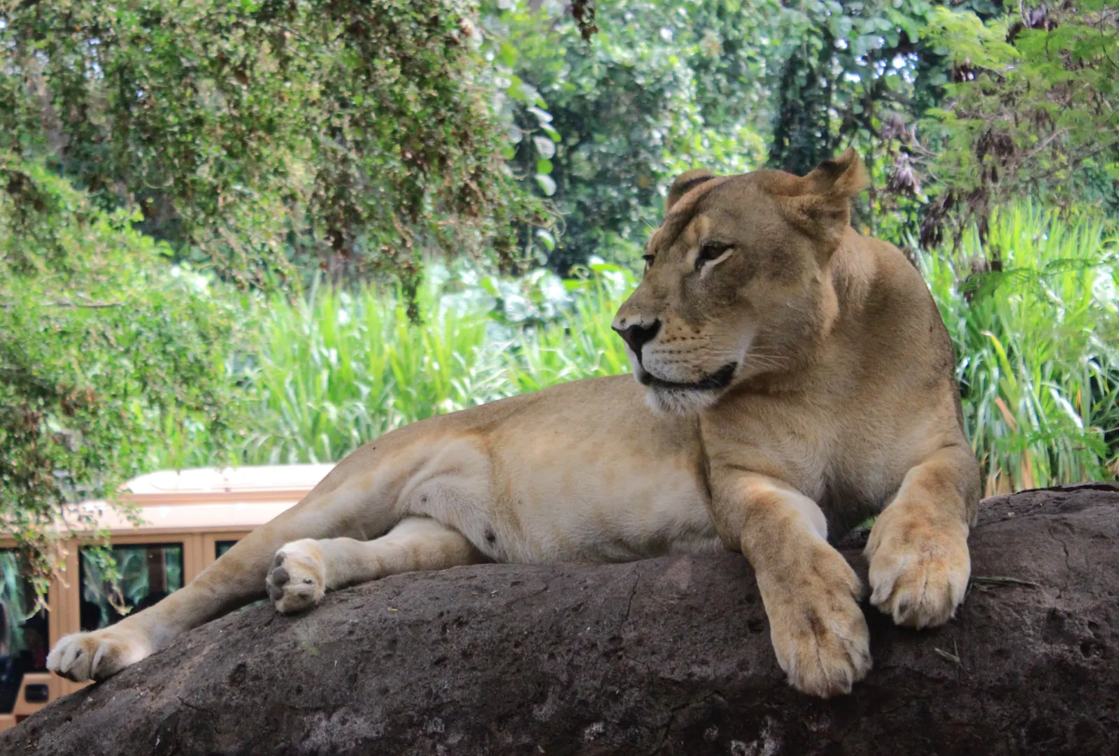 Singa betina berbaring di atas batu dengan kendaraan safari di belakangnya di Taman Safari Bali, Gianyar